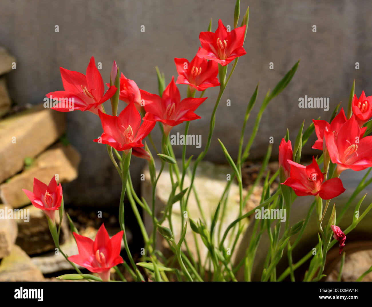Cliff Lily, Gladiolus, Gladiolus carmineus, Iridaceae. Cape Province, South Africa. Stock Photo