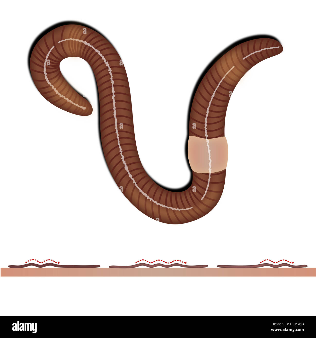 Close-up of an earthworm Stock Photo