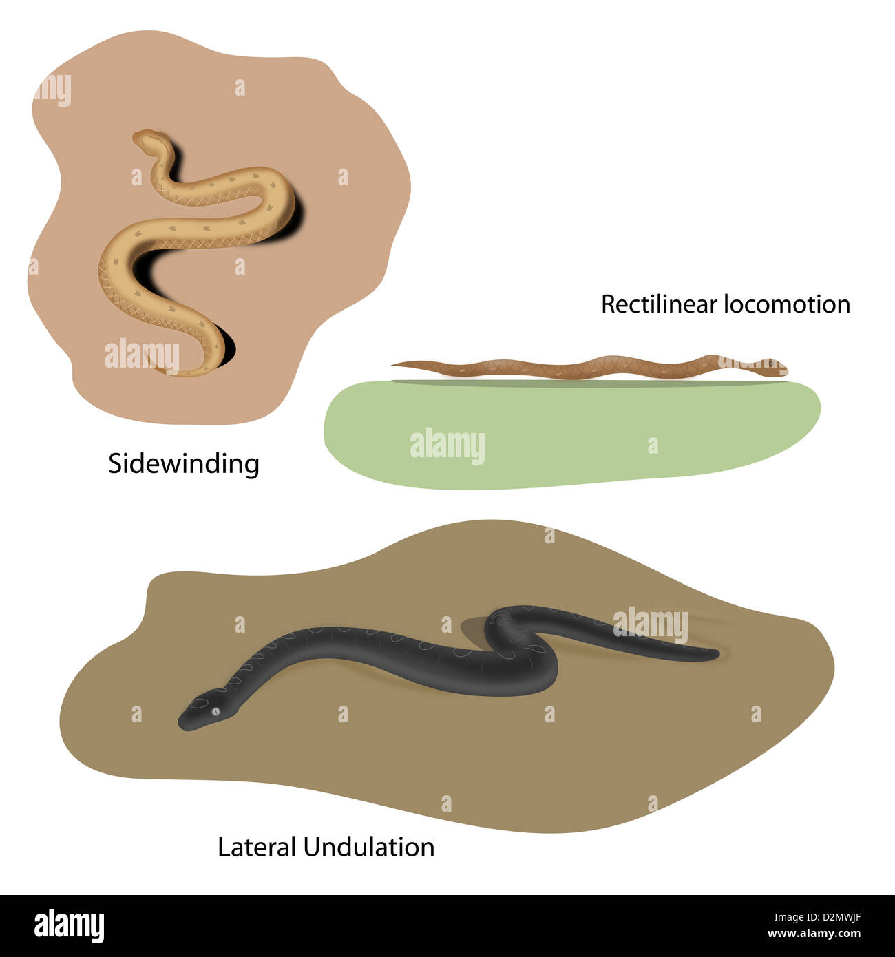 Lateral Undulation, Rectilinear and Sidewinding locomotion of snakes Stock Photo