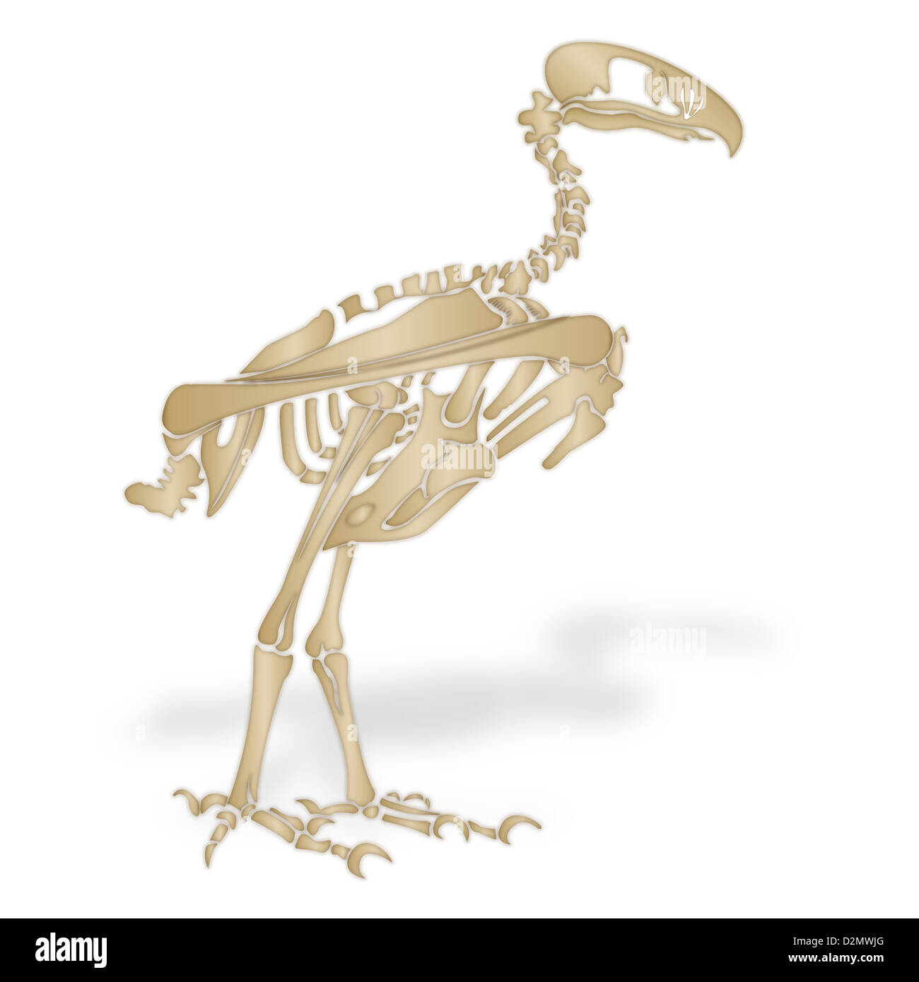 Skeleton of a terror bird Stock Photo
