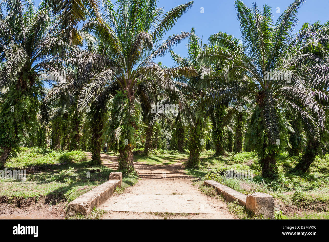 Oil palm plantation in eastern Madagascar Stock Photo