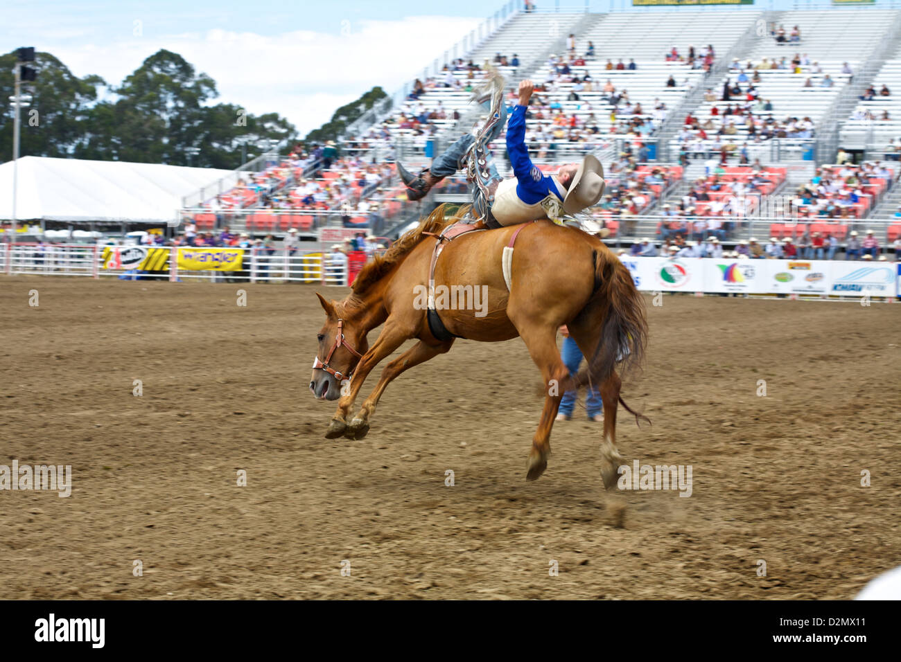 A cowboy leans back while riding a bucking bronco bareback at the Salinas rodeo Stock Photo