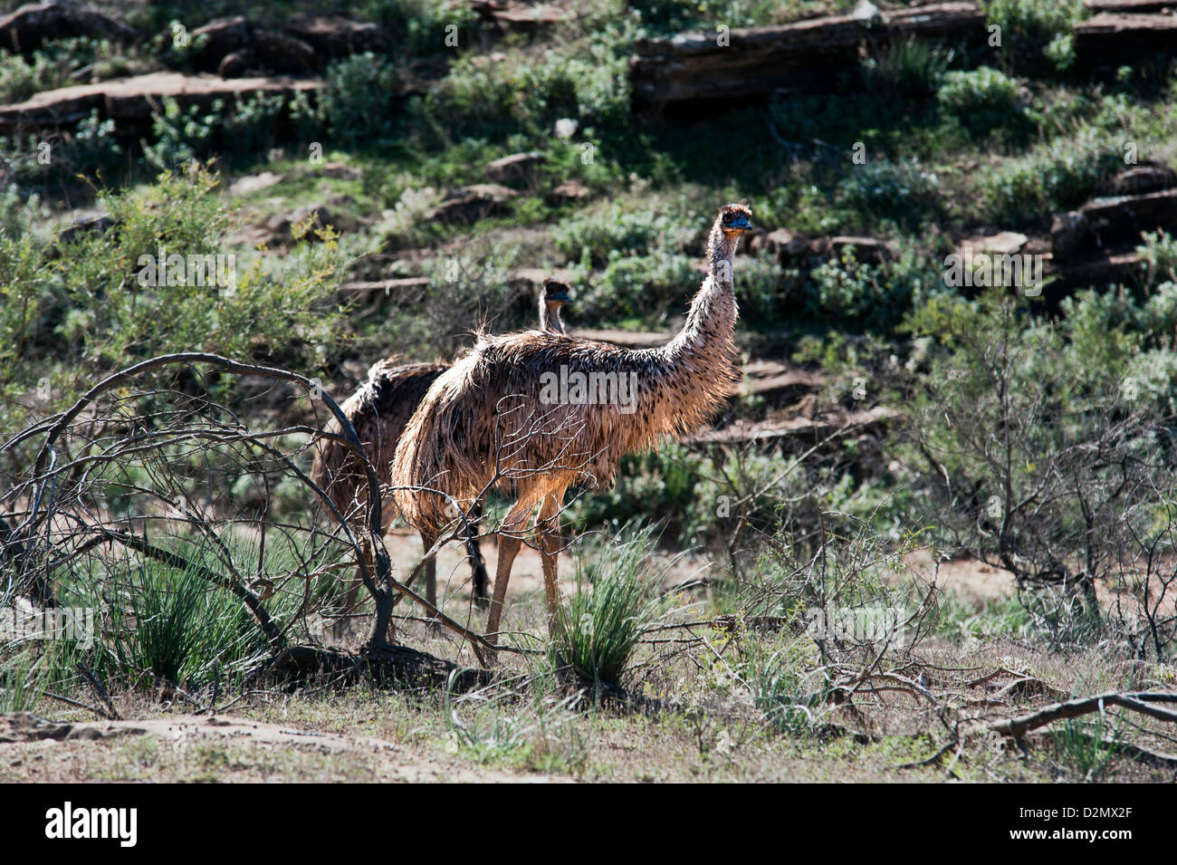A pair of wild emus hunt for food in bushland in outback South Australia Stock Photo
