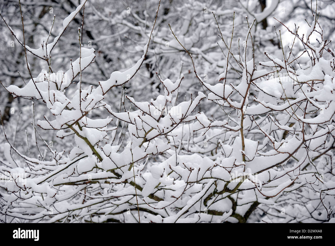 Snow on branches of tree hi-res stock photography and images - Alamy