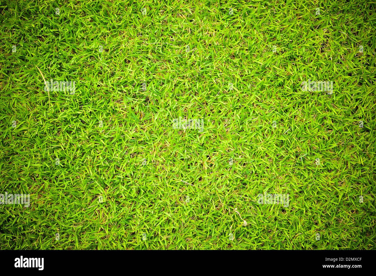 Green grass background Stock Photo - Alamy