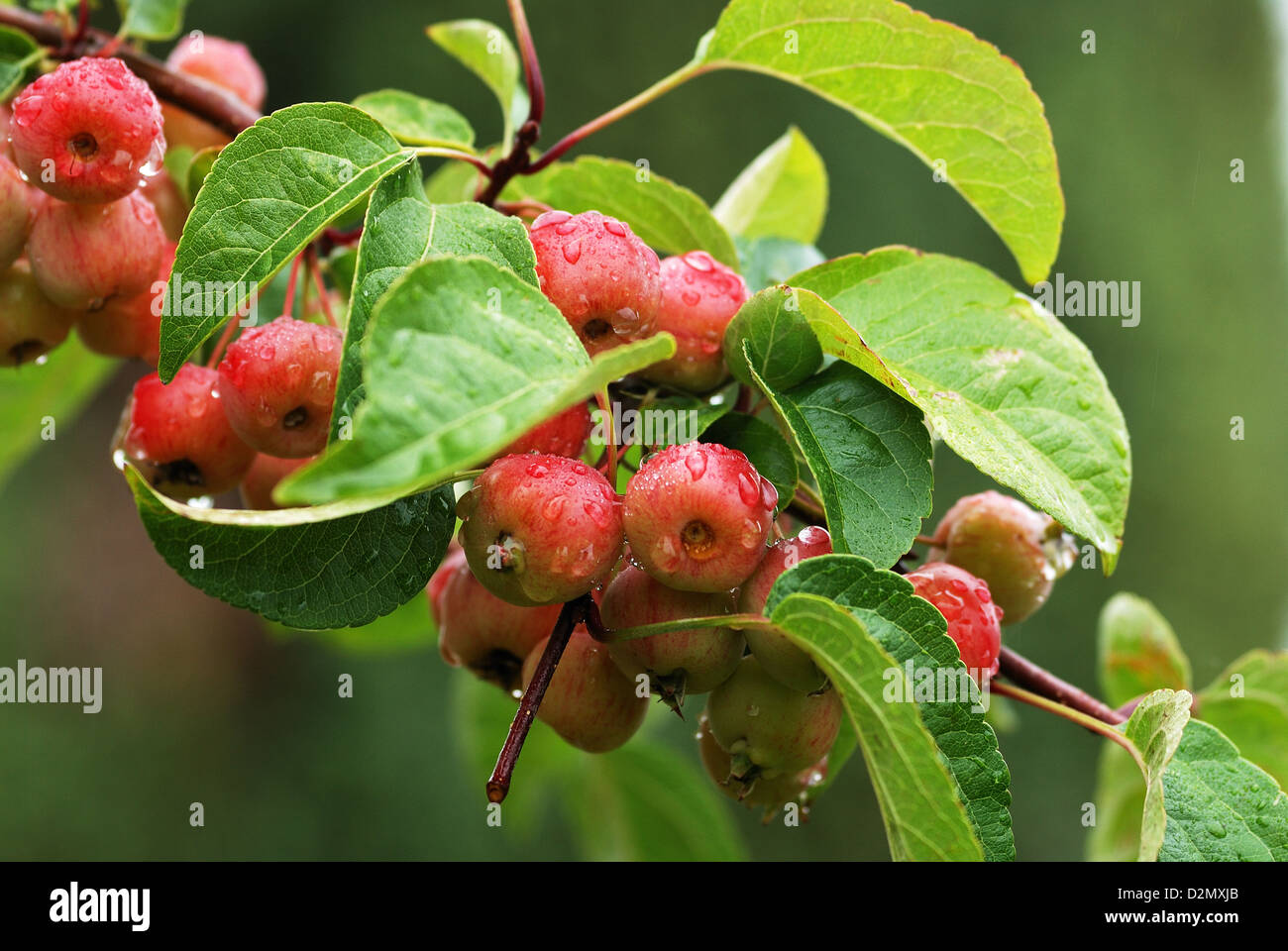 Crab apples of Malus Evereste Stock Photo Alamy
