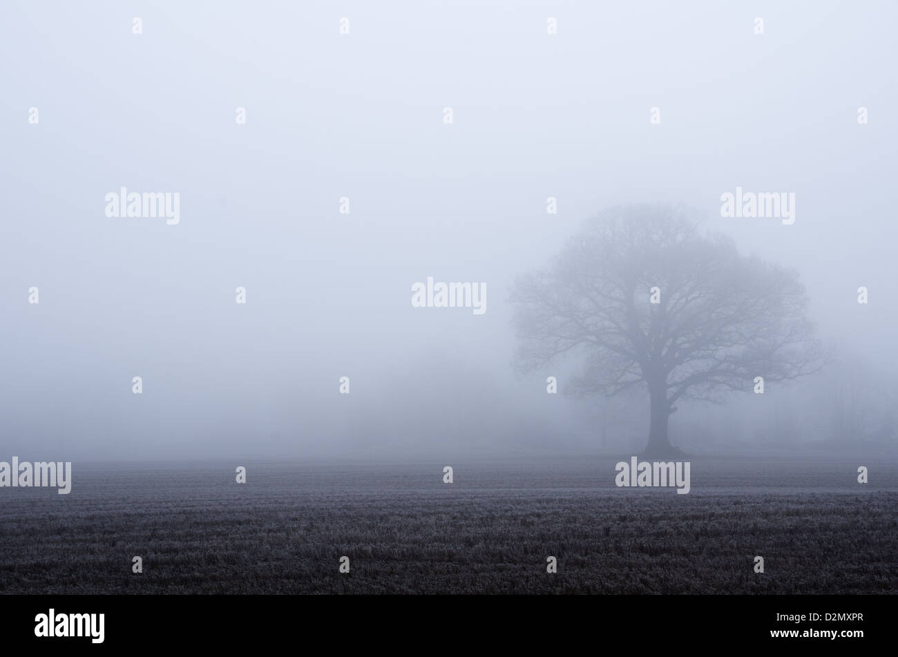 Field with tree silhouette hi-res stock photography and images - Alamy