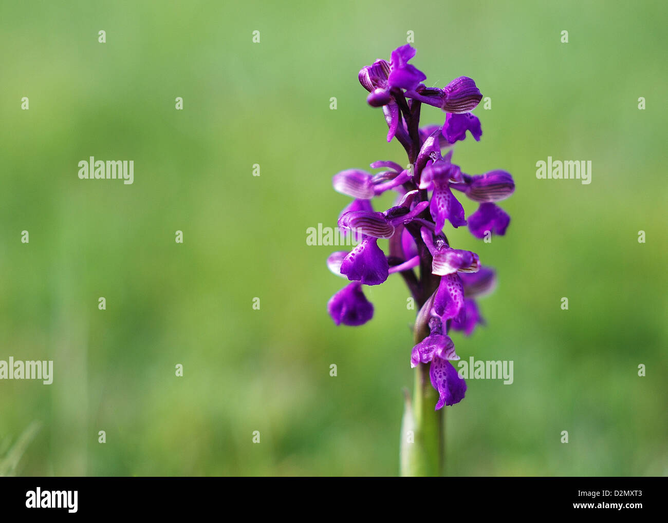 orchis morio - Green winged orchid Stock Photo