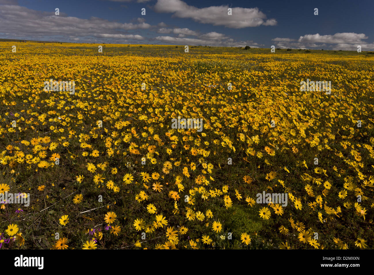 Fields of Glossy-eyed Parachute Daisy (Ursinia cakilefolia) in damp clay soil near Nieuwoudtville, Northern Cape, South Africa Stock Photo