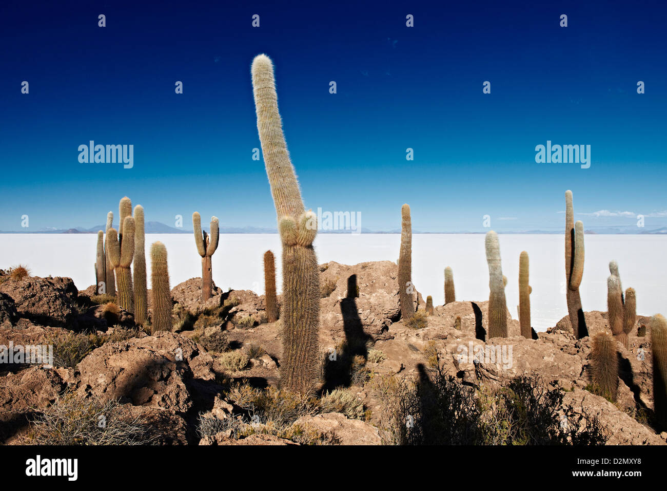 very old gigantic cacti, Trichocereus pasacana, on Incahuasi Island, salt lake Salar de Uyuni Stock Photo