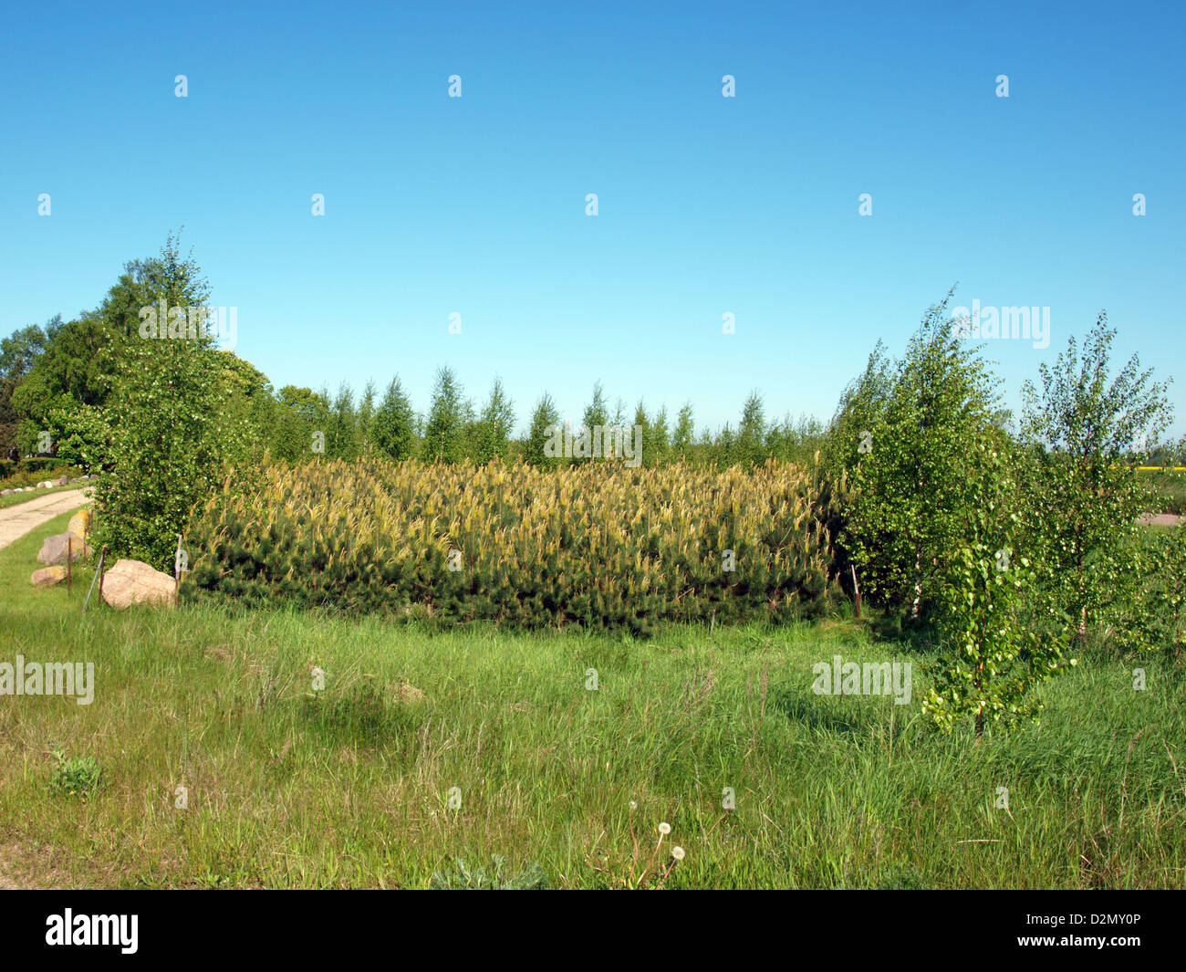 Young pine trees, planted renewing the forest Stock Photo Alamy