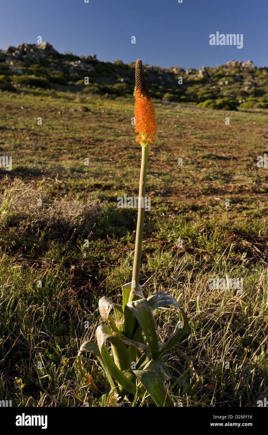 An orange foxtail lily (Bulbinella latifolia var doleritica) in damp clay soil, near Nieuwoudtville, Northern Cape, South Africa Stock Photo