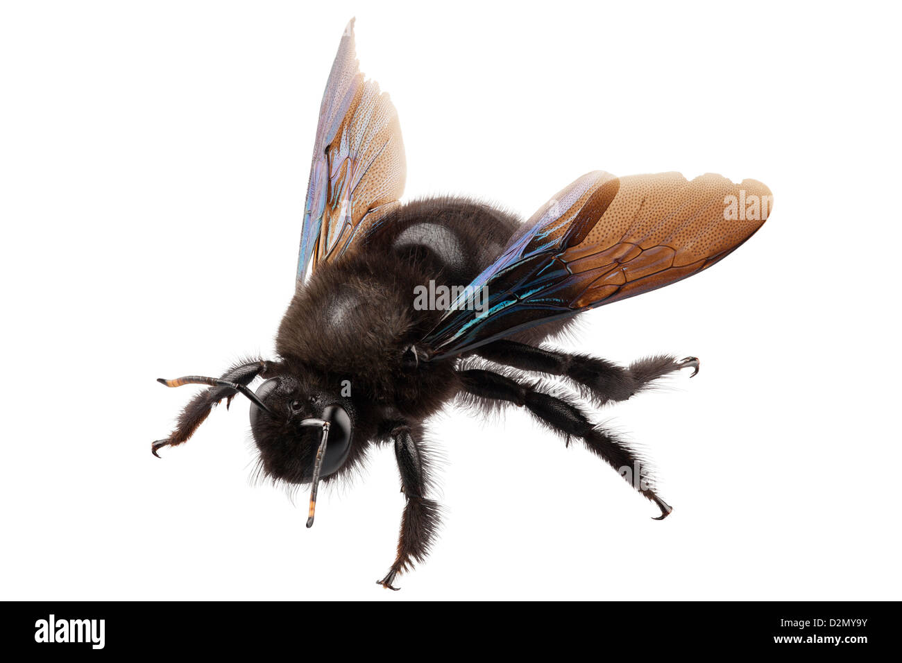 violet carpenter bee species xylocopa violacea in high definition with extreme focus and DOF (depth of field) isolated on white Stock Photo