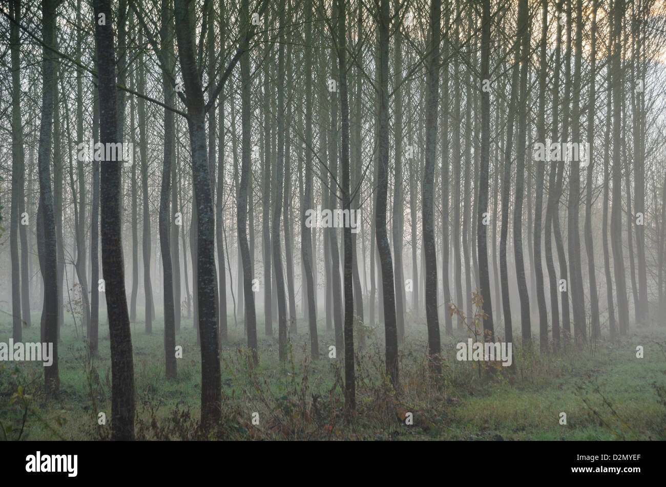 Close planted young trees in the mist Stock Photo - Alamy