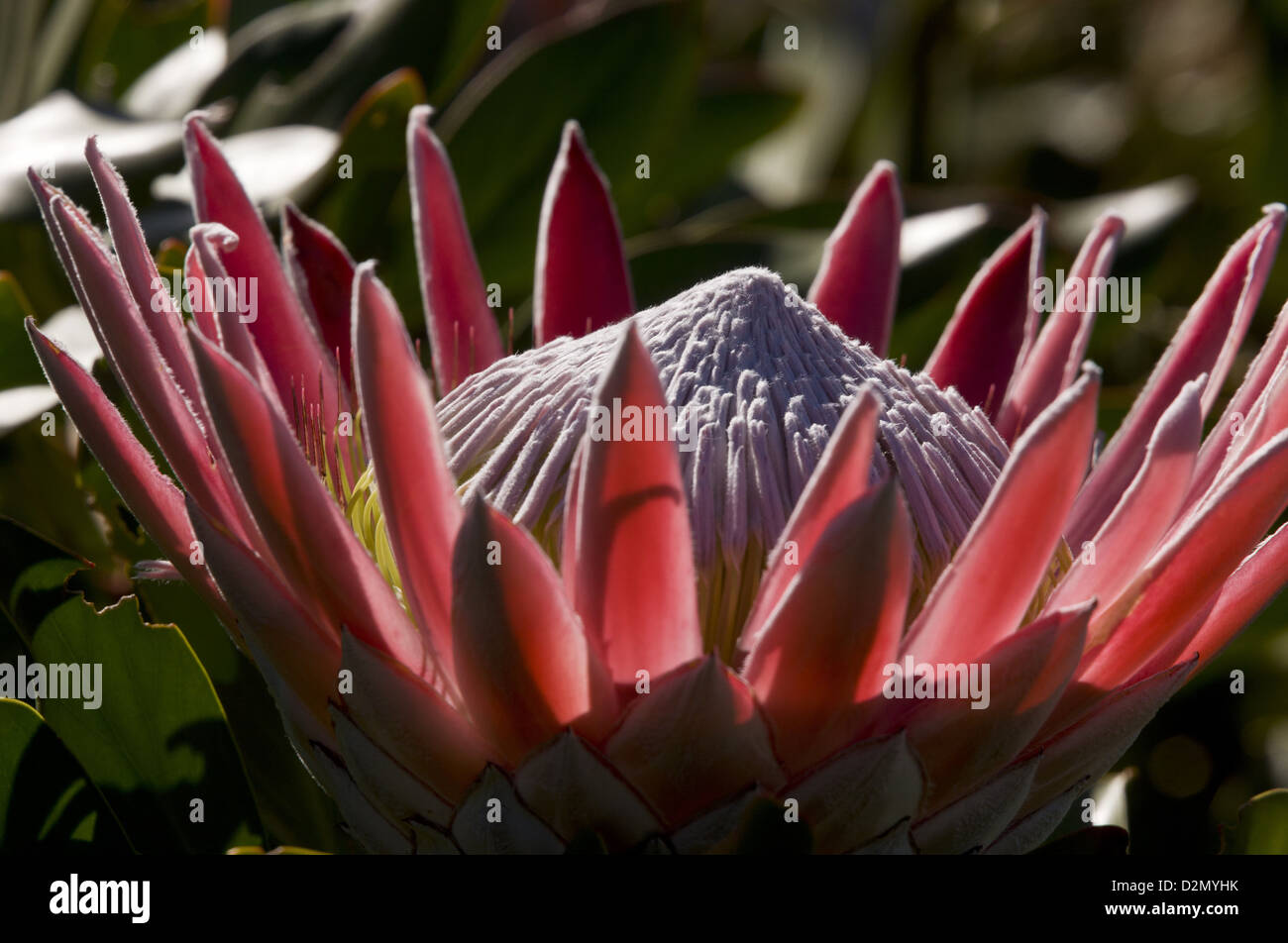 King Protea (protea cynaroides) a rare shrub of fynbos in Western Cape, South Africa Stock Photo