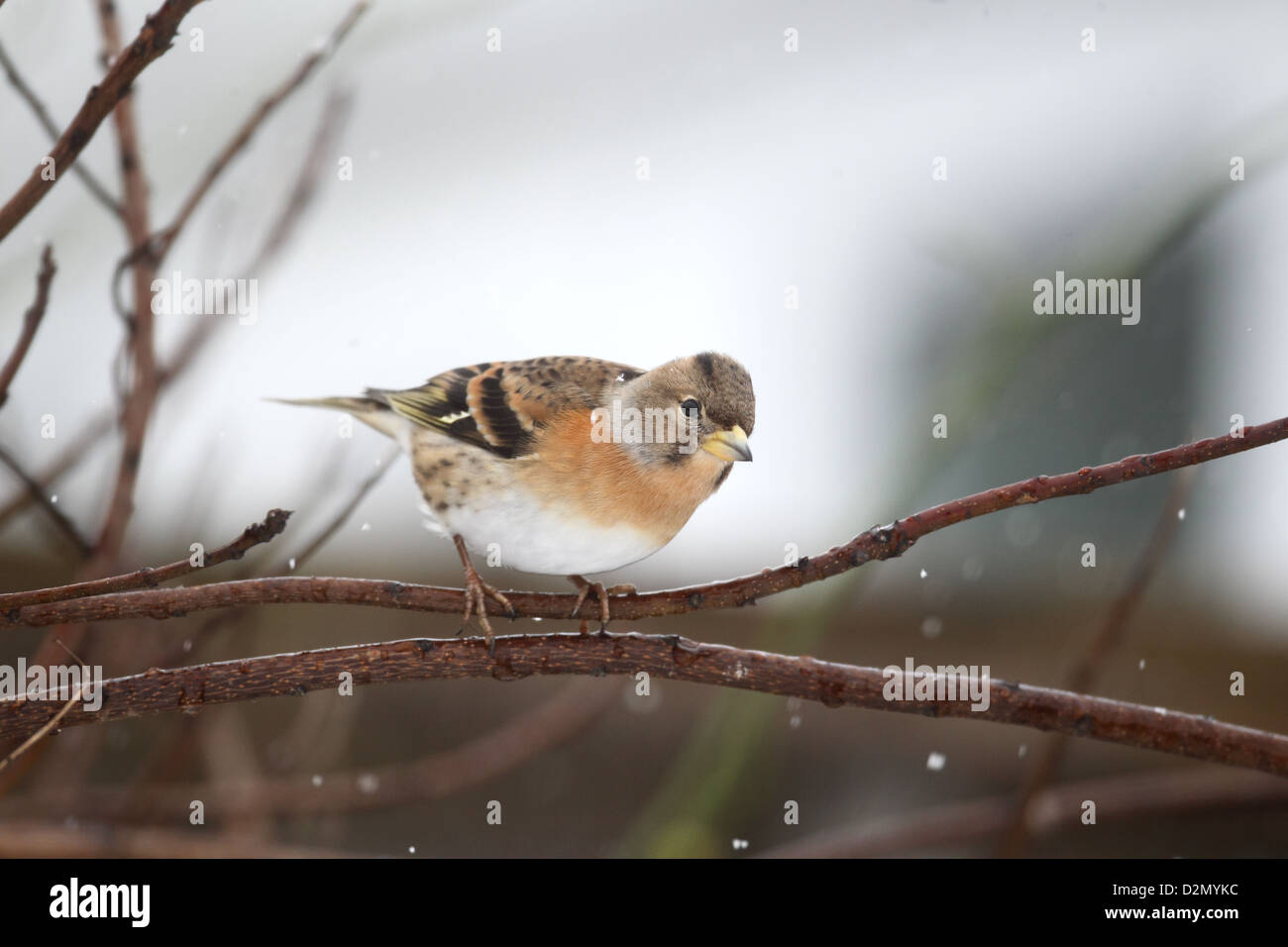 Brambling, Fringilla montifringilla, single female on branch ...