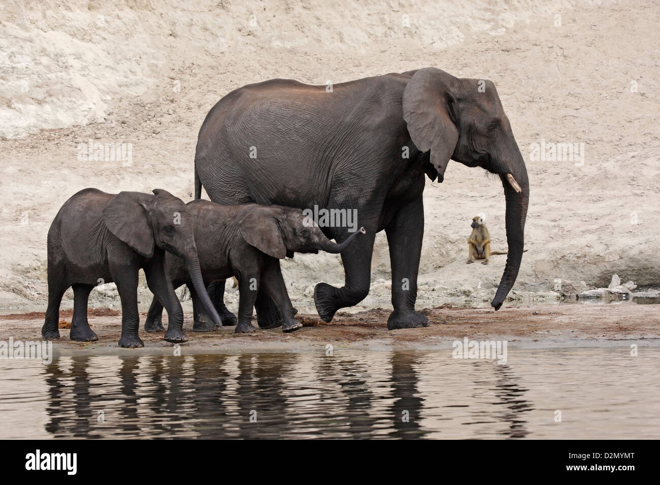 African elephant Loxodonta africana at Chobe River Chobe NP Botswana Stock Photo