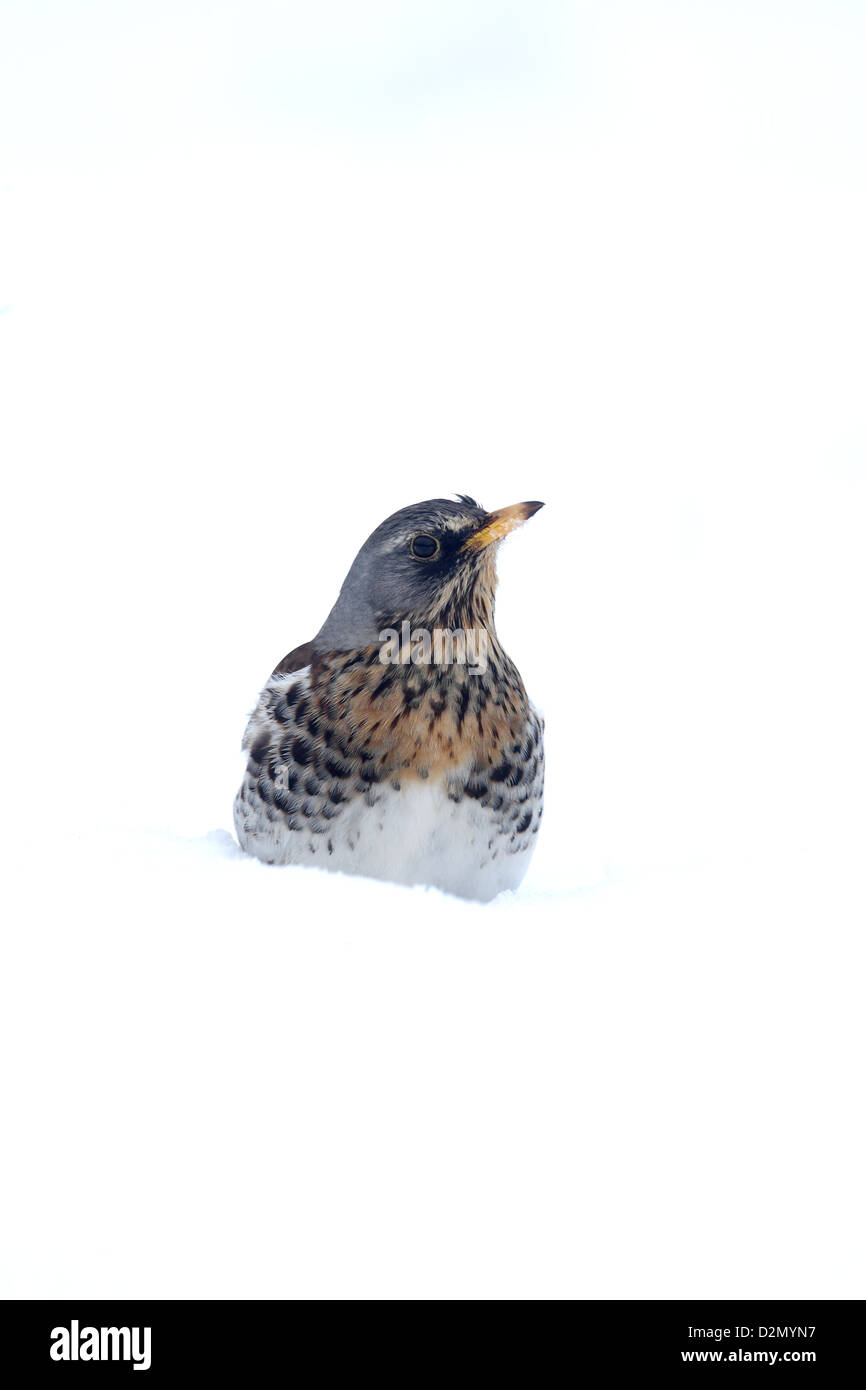 Fieldfare, Turdus pilaris, single bird in snow, Warwickshire, January 2013 Stock Photo