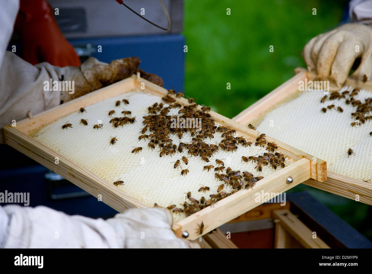 Frames removed from hive with  honey bees, Apis mellifera. Stock Photo