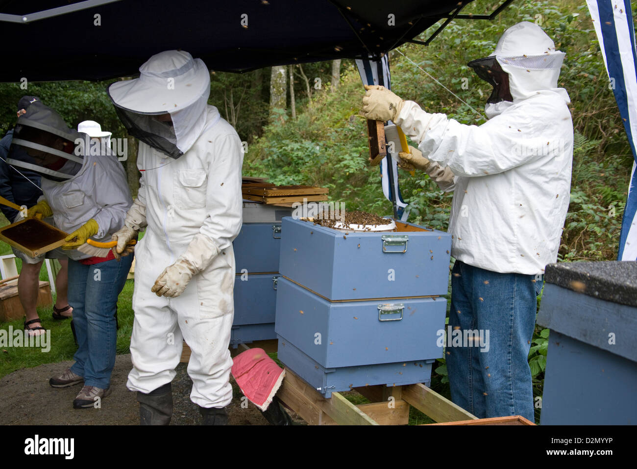 Beekeeper, an apiarist, brushing bees off of a frame. Stock Photo