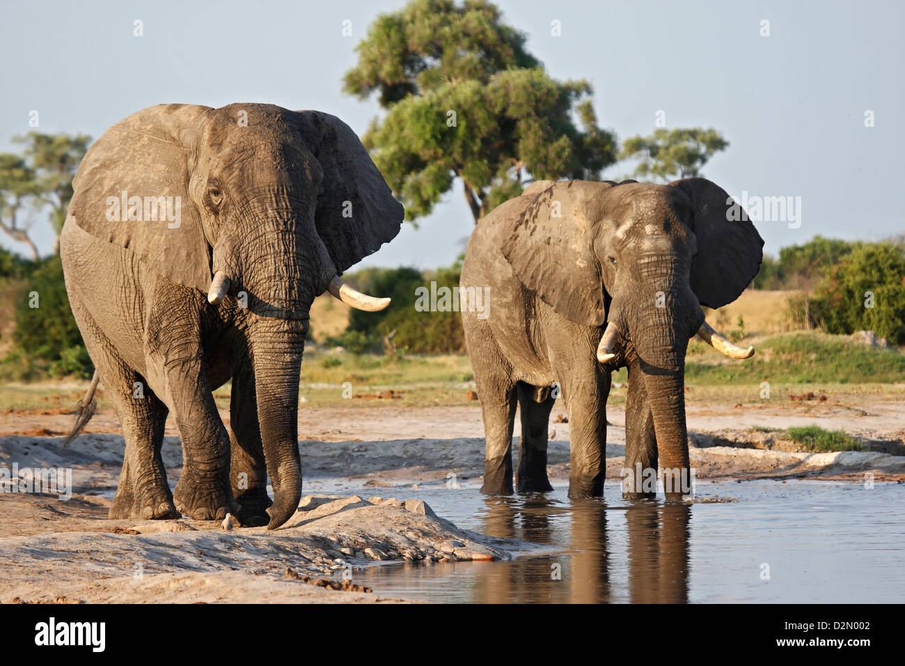 African Elephant bulls drinking at a waterhole in the Savute/Savuti area of Chobe National Park, Botswana Stock Photo