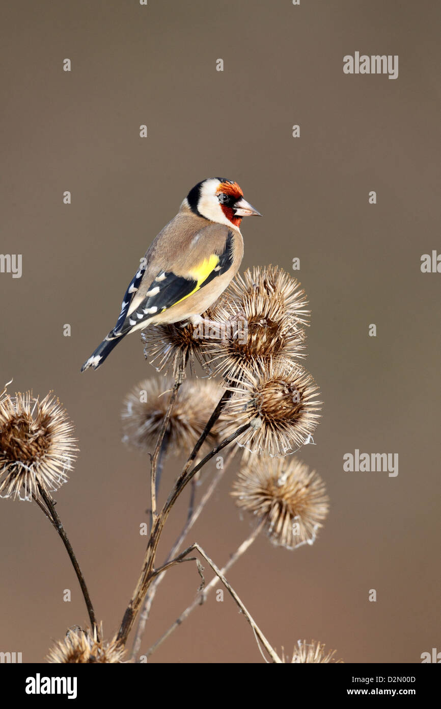 Goldfinch, Carduelis carduelis, single bird on Burdock, Warwickshire, January 2013 Stock Photo