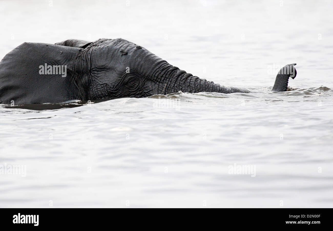 Close-up of an elephant trunk reaching up to breathe as the wholly submerged elephant swims across the Chobe river Stock Photo