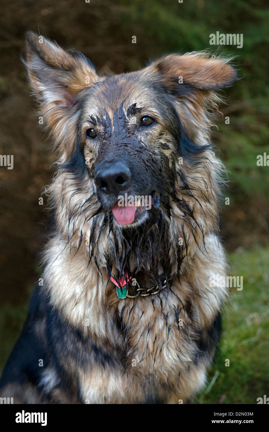 Happy muddy dog hires stock photography and images Alamy