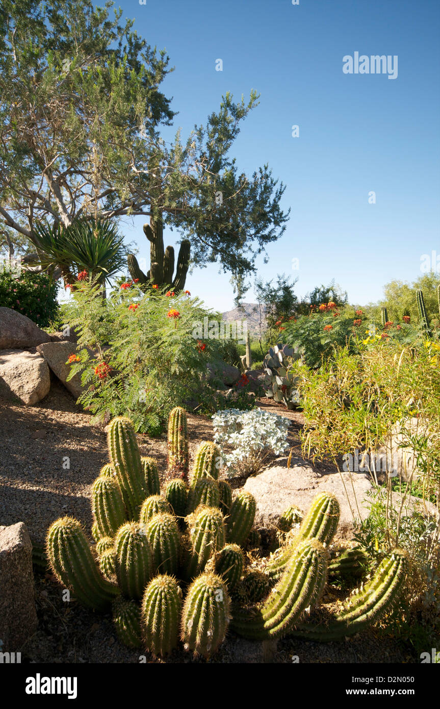 Desert plants, Arizona, United States of America, North America Stock Photo