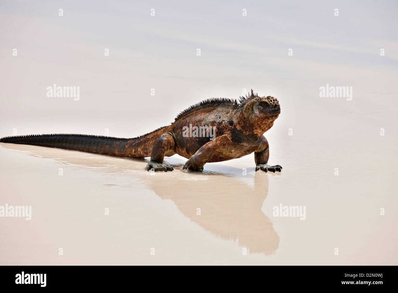 Marine Iguana on beach, Amblyrhynchus cristatus, Tortuga Bay, Puerto Ayora, Santa Cruz, Galapagos Islands, Ecuador Stock Photo