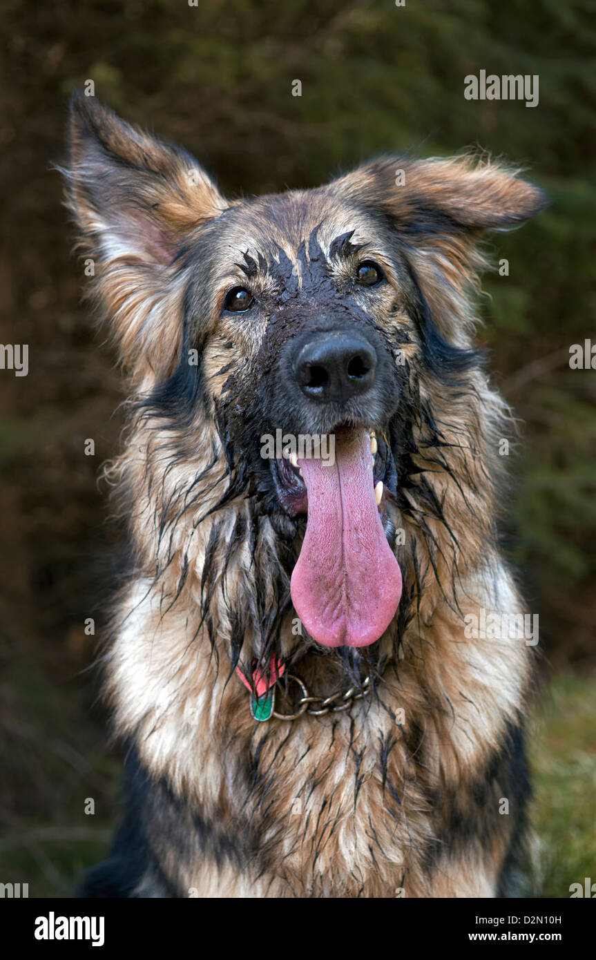 German Shepherd dog with face covered in mud taken on forest walk near Bonar Bridge Scotland with large pink tongue hanging out Stock Photo