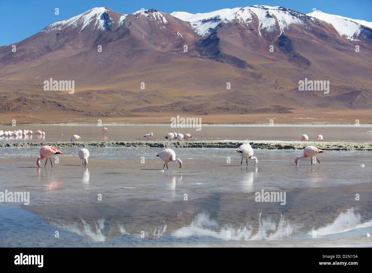 Flamingoes at Laguna Adeyonda on Altiplano, Potosi Department, Bolivia, South America Stock Photo