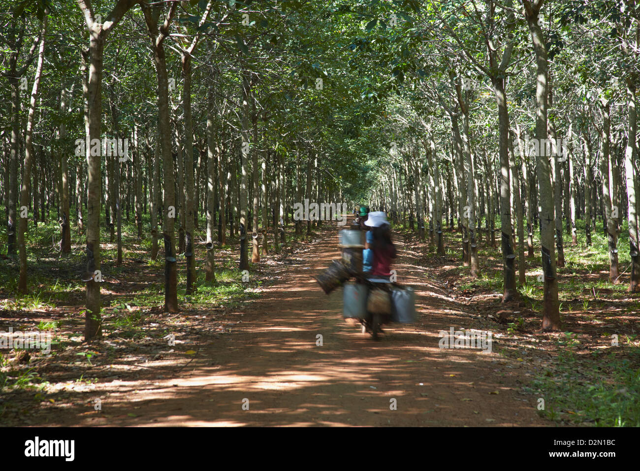 Rubber workers driving through rubber plantation, Kampong Cham, Cambodia, Indochina, Southeast Asia, Asia Stock Photo
