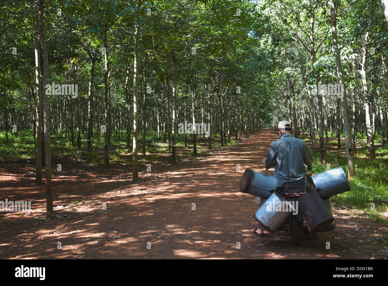 Rubber worker in rubber plantation, Kampong Cham, Cambodia, Indochina, Southeast Asia, Asia Stock Photo