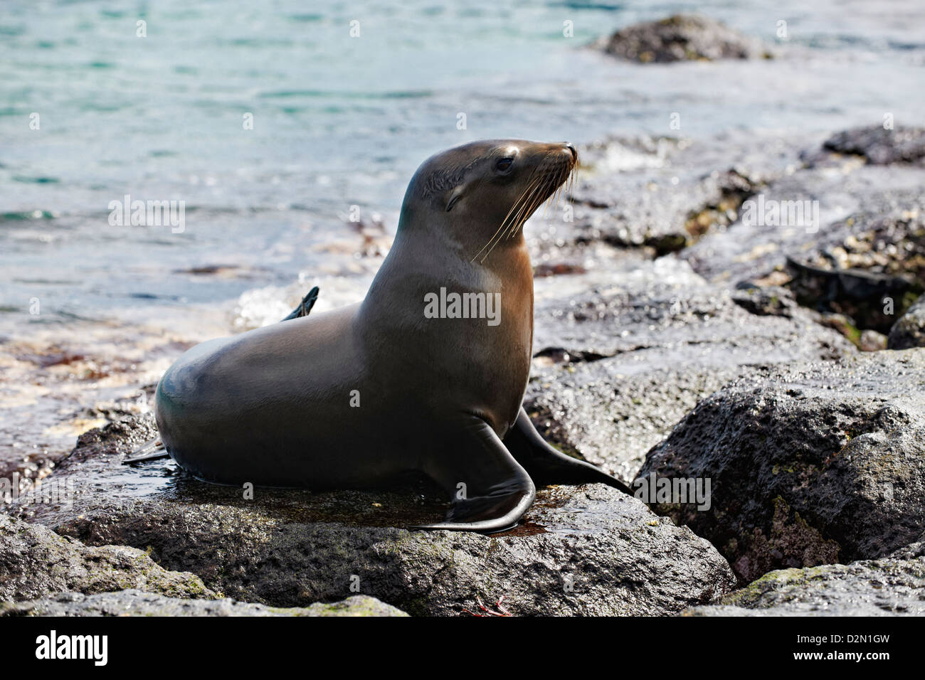 Galapagos Sea Lion, Zalophus wollebaeki, Isla Plaza, Galapagos Islands, Ecuador Stock Photo