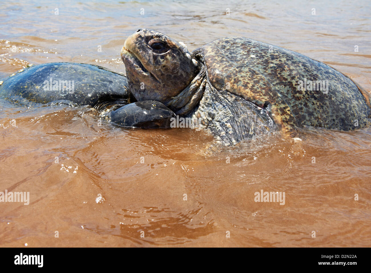 Green sea turtle on shore leave, Chelonia mydas, Isla Bartolome, Galapagos Islands, Ecuador Stock Photo