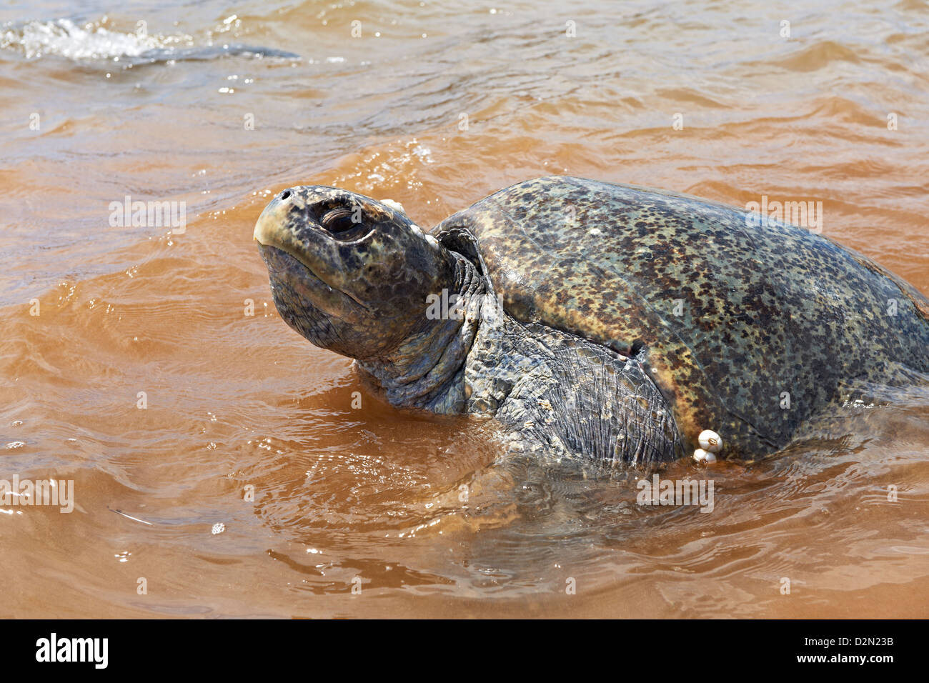 Green sea turtle on shore leave, Chelonia mydas, Isla Bartolome, Galapagos Islands, Ecuador Stock Photo