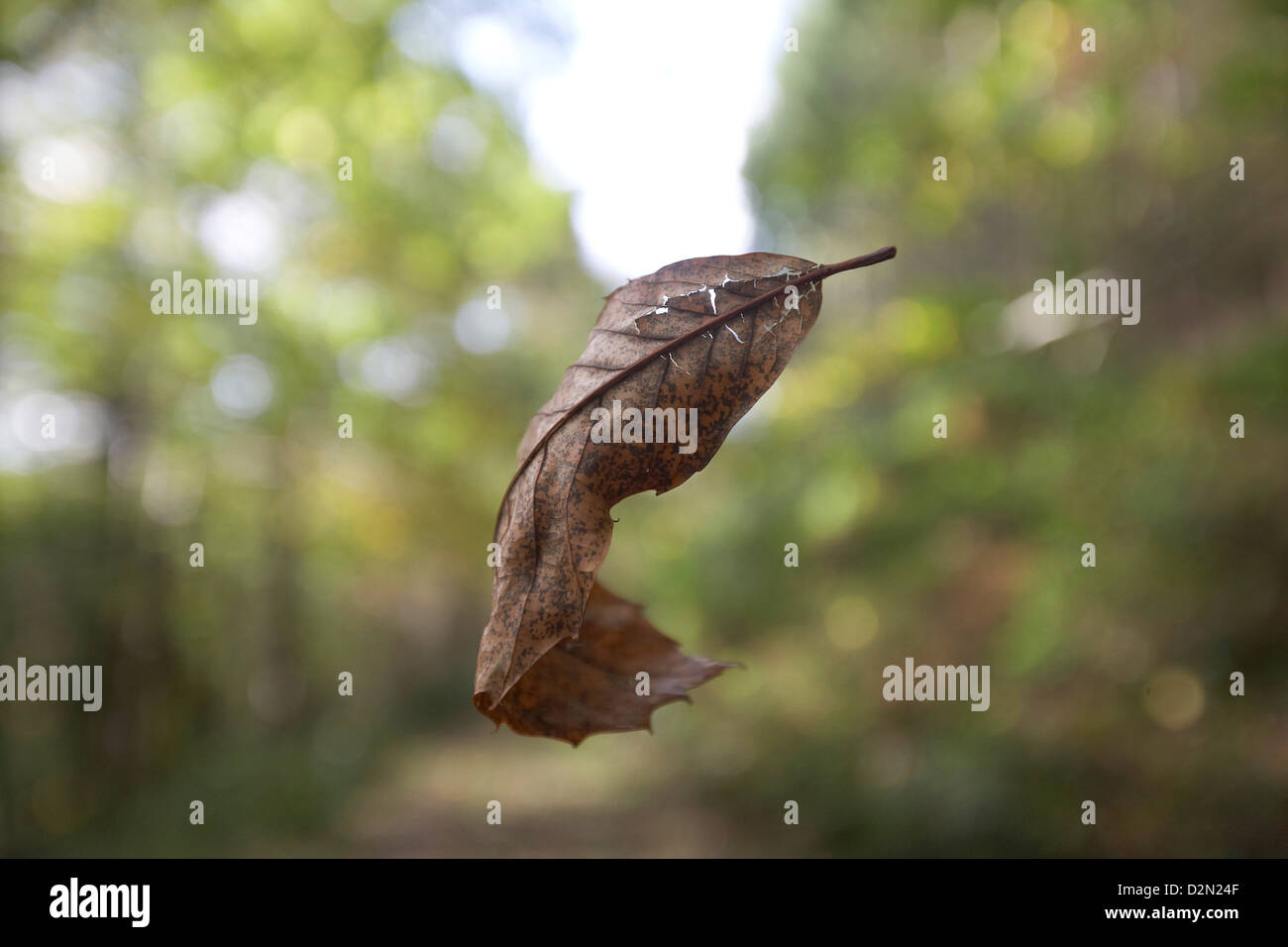 Autumn leaf flying through forest, autumn leaf falling from tree, Forest of Dean, UK. Stock Photo
