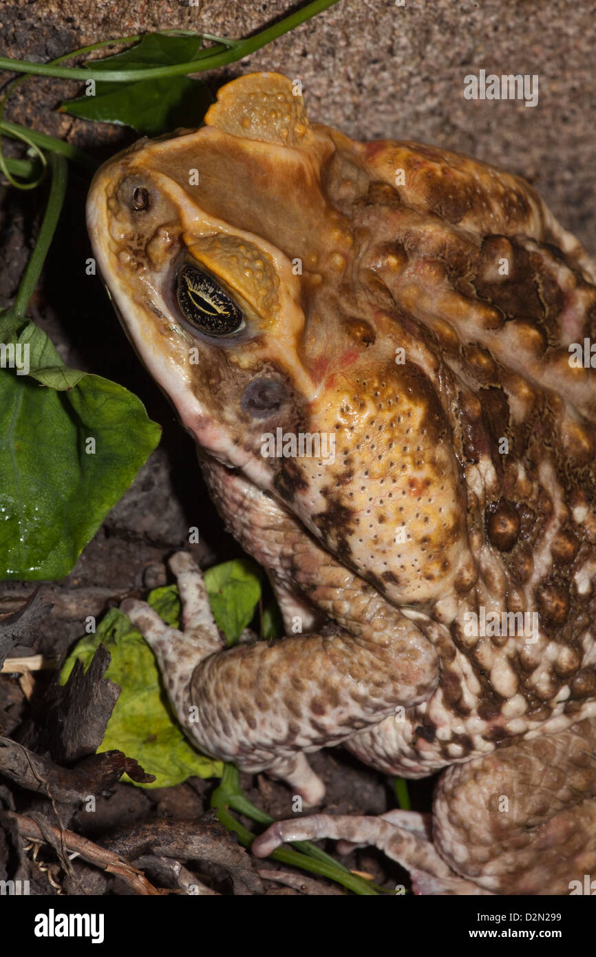 Giant Neotropical or Marine Toad Rhinella marina (formerly Bufo marinus). Dorsal view of head. Named Cane toad in Australia. Stock Photo