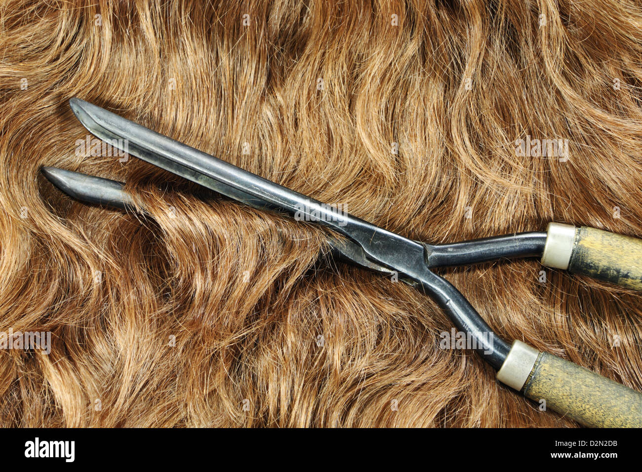 Hair waved using vintage hot curling tongs Stock Photo