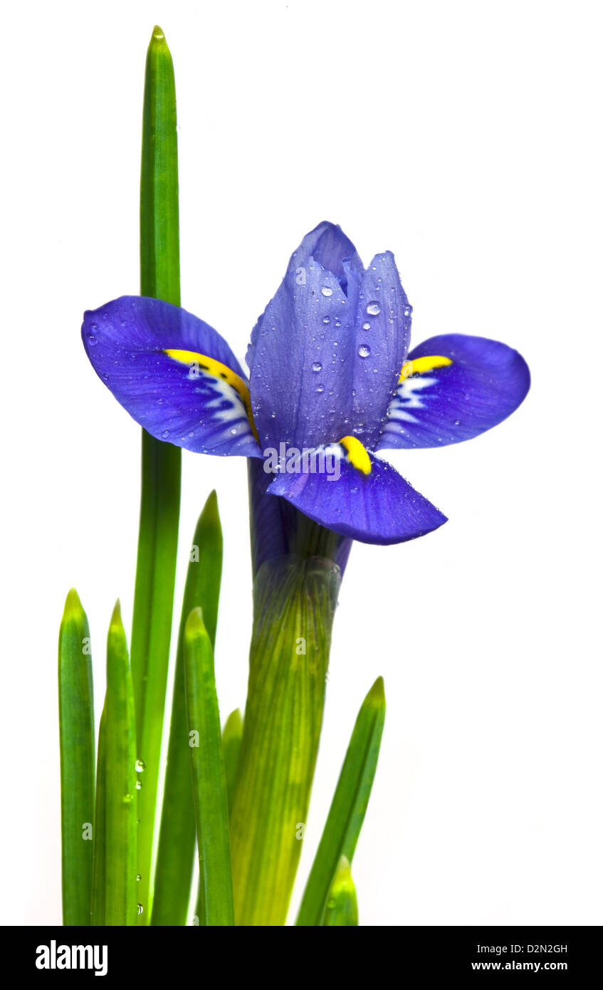 Purple Dwarf Iris Harmony Stock Photo