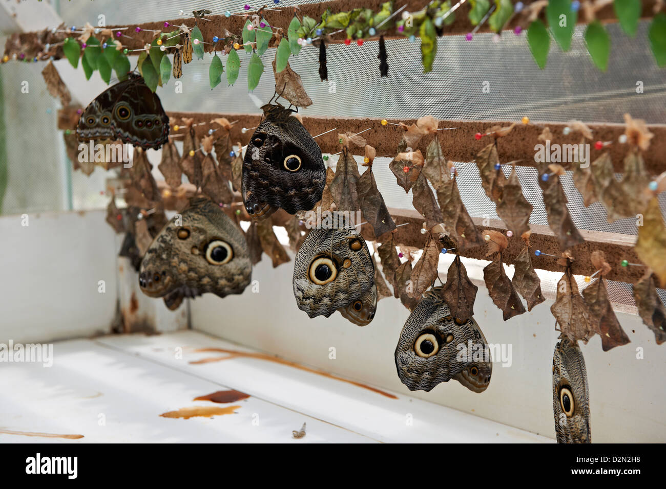 pupated butterflies on butterfly farm near Mindo, Ecuador Stock Photo