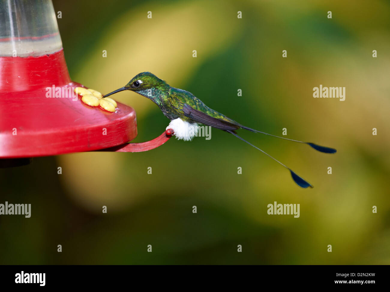 Booted Racket-tail (Ocreatus underwoodii), Hummingbird (Trochilidae) near Mindo Stock Photo