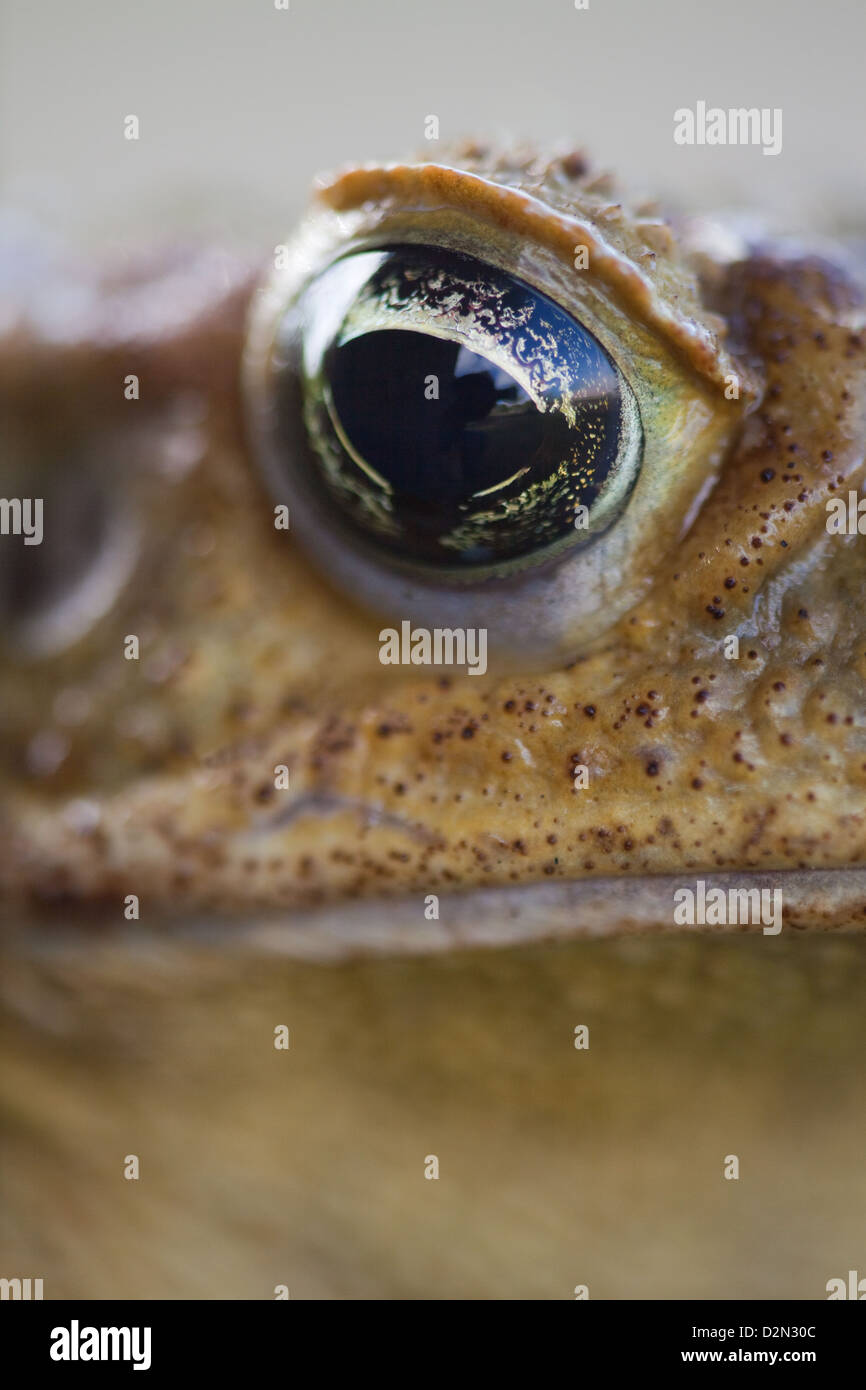 Giant Neotropical or Marine Toad Rhinella marina (formerly Bufo marinus). Close-up of right eye. Stock Photo