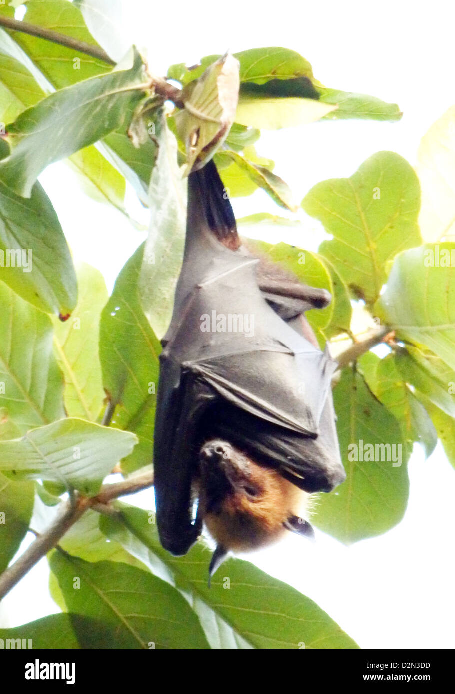 FRUIT BAT (Genus Pteropus) on North Male Atol in the Maldives Republic