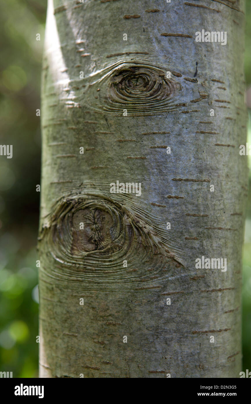 Close up trees hi-res stock photography and images - Alamy