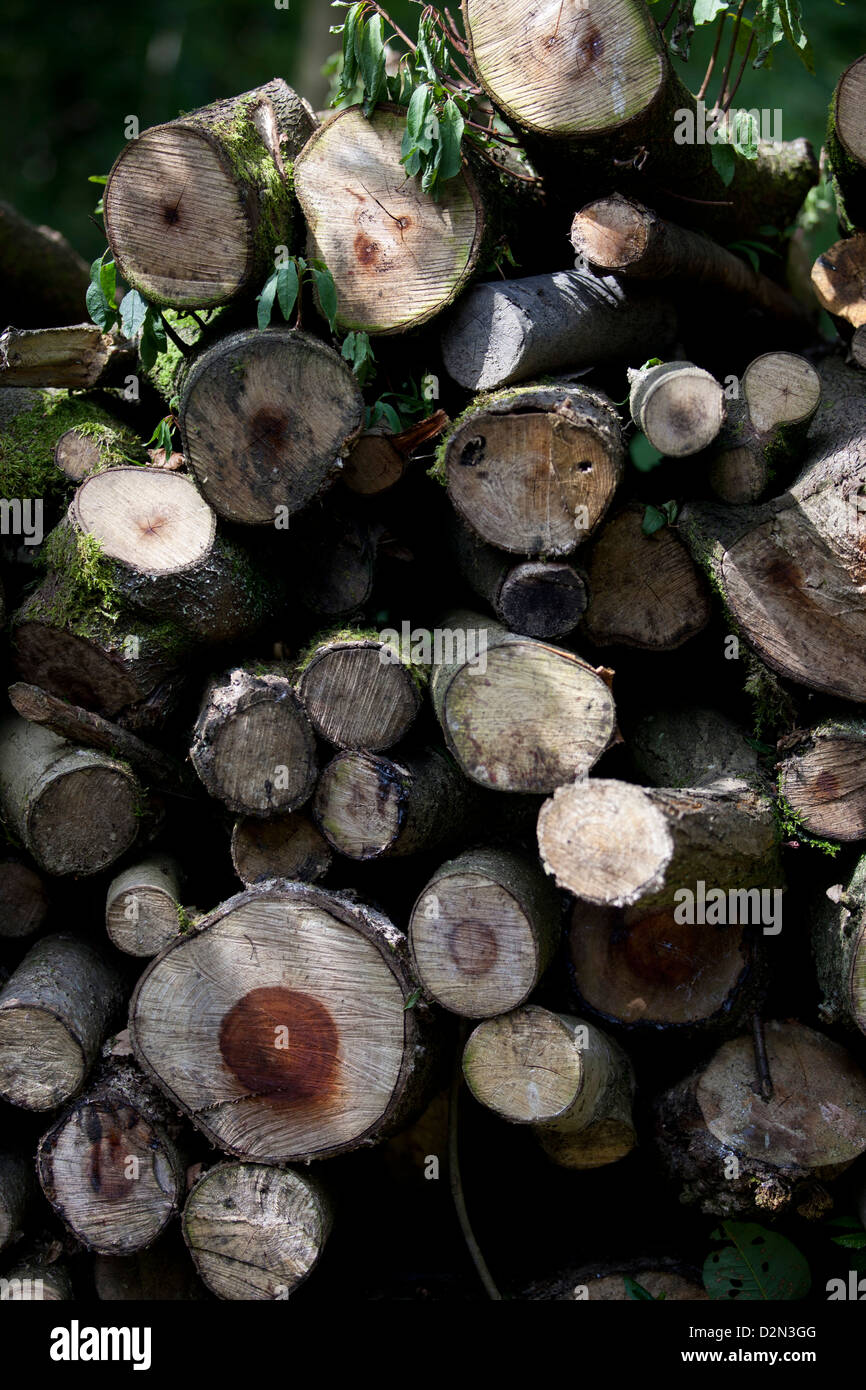 Trees up close hi-res stock photography and images - Alamy