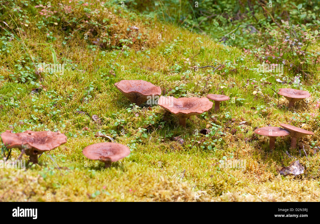 Tiny mushrooms amongst lichenes and mosses on an old stamp Stock Photo