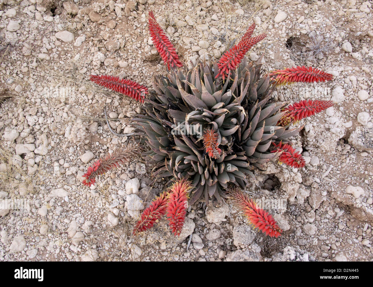 An attractive desert aloe (Aloe claviflora) in flower in the Kalahari Desert, South Africa Stock Photo