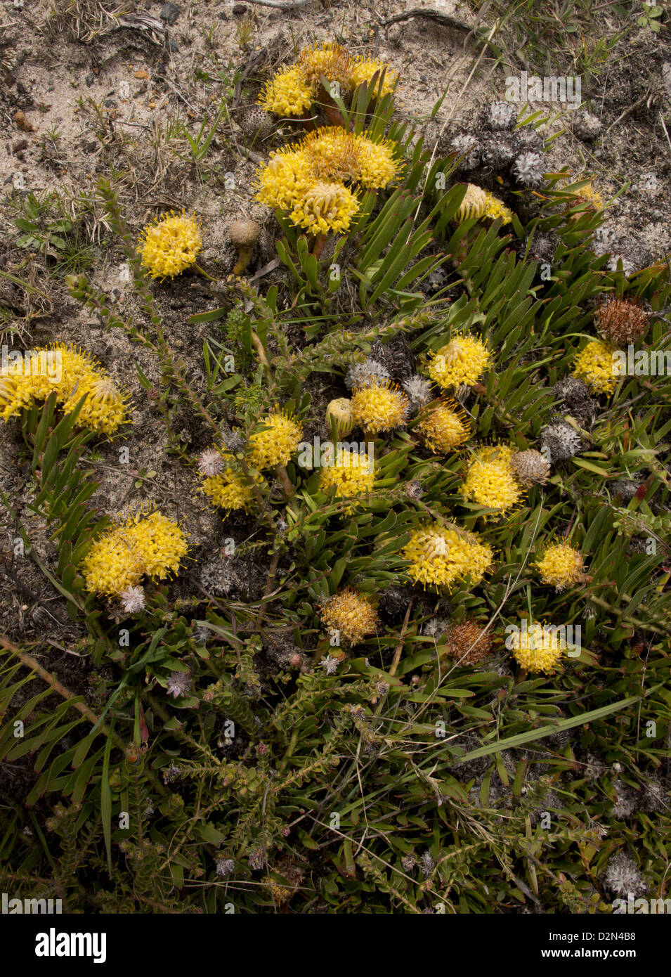 Snake-stem pincushion (Leucospermum hypophyllocarpodendron) in flower; an uncommon member of the Protaea family, South Africa Stock Photo